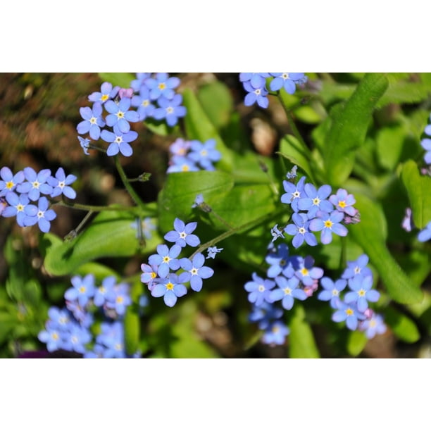 Furniture Wall Self Adhesive Stickers Cut Stick White Clear Blue Forget Me Nots Furniture Wall Self Adhesive Stickers Cut Stick White Clear Blue Forget Me Nots